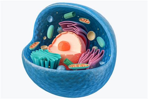For the inside of the cell include whatever the teacher has required you. You will most likely need to represent a nucleus, cell membrane, ribosomes, cytoplasm, rough and smooth endoplasmic reticulum, golgi apparatus, vacuoles, lysosomes, nucleolus, and mitochondria. I’ll briefly go over how a typical 3D animal cell model should look.